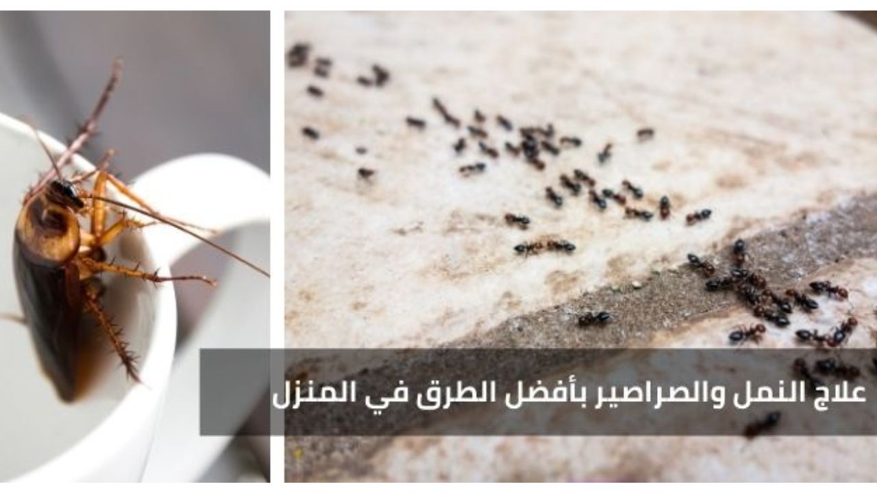 طريقة التخلص من النمل والصراصير من مطبخك بدون مبيدات مكلفة بعد الآن