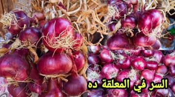 طريقة تخزين البصل من السنة للسنة