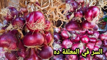 هتفضل فريش وطازة.. تخزين البصل بطريقة عبقرية لفترة طويلة في الفريزر بدون ما يسود ولا يتهري ولا يتغير لونه وطعمه بسر التجار