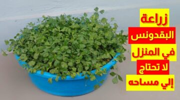 طريقة زراعة البقدونس بالمنزل