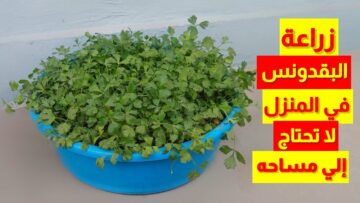 طريقة زراعة البقدونس في المصفاه بالمنزل للاستخدام بأطباقك اليومية