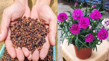 طريقة زراعة القرنفل