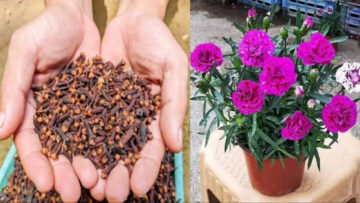 طريقة زراعة القرنفل في المنزل.. عطري بيتك برائحة منعشة بأقل التكاليف