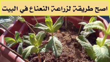 زراعة النعناع في المنزل وتعطير المنزل طبيعيًا واستخدامه فريش لعمل أحلى كوب شاي بالنعناع
