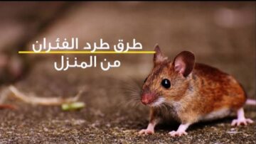 ولا فأر هيدخل بيتك .. طريقة طرد الفئران تماماً من منزلك بوصفة مش هتخطر على بالك