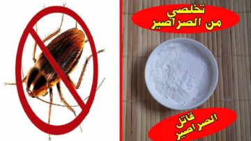 عجينة سحرية للتخلص من الصراصير في أقل من 5 دقايق مش هتشوفي صرصور في البيت .. انتهي الأمر