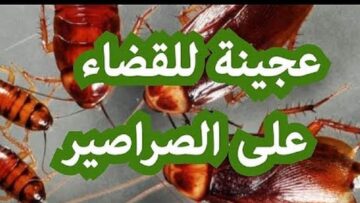 عجينة سحرية للتخلص من الصراصير بوصفة منزلية مش خطر على أطفالك