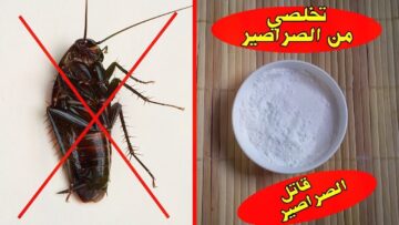 عجينة طرية للتخلص من الصراصير والنمل هتنسيكي وجود الحشرات في بيتك من الأساس