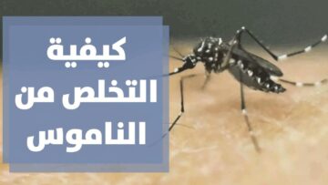 اختراع .. طريقة مضمونة للتخلص من ناموس الصيف في المساء بوصفات طبيعية مضمونة