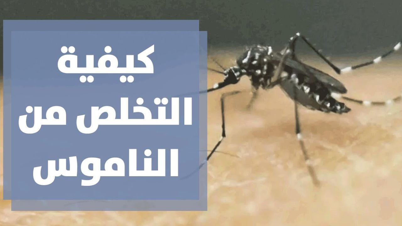 اختراع .. طريقة مضمونة للتخلص من ناموس الصيف في المساء بوصفات طبيعية مضمونة