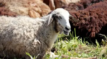 كيفية اختيار أضحية العيد؟