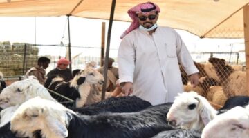 مربي المواشي