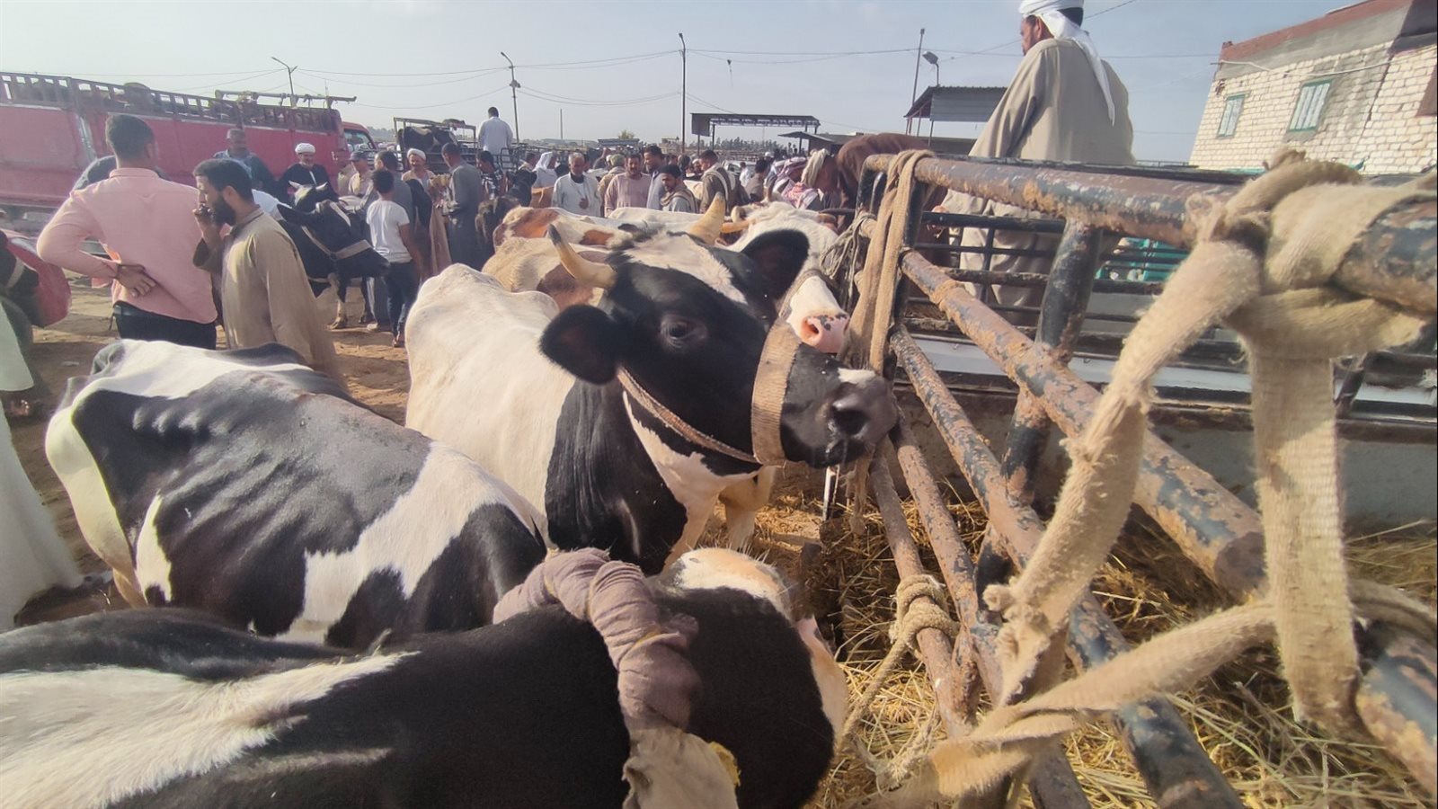 متى ينتهي وقت الأضحية... وما أفضل موعد للتضحية؟ 5 متى ينتهي وقت الأضحية… وما أفضل موعد للتضحية؟