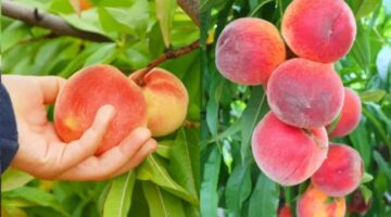 نصائح هامة عند شراء الخوخ