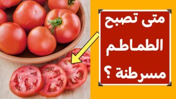 “تسبب الاصابة بمرض السرطان” احذر من شراء هذا النوع من الطماطم الضارة وبعض النصائح المهمة عند شراء الطماطم