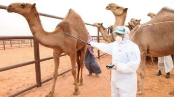 وزارة البيئة تكشف موعد انتهاء مهلة ترقيم الإبل وتسجيلها مجاناً