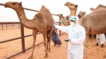 وزارة البيئة تكشف موعد انتهاء مهلة ترقيم الإبل وتسجيلها مجاناً