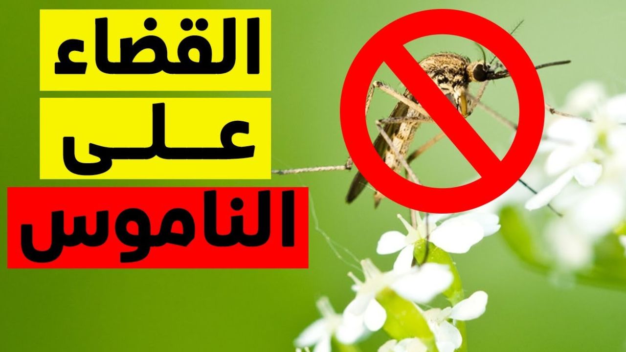 وصفة التخلص من الناموس والذباب بوصفات طبيعية وآمنة على أطفالك 5 وصفة التخلص من الناموس والذباب بوصفات طبيعية وآمنة على أطفالك