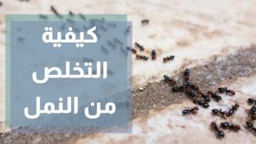 أسهل طرق للتخلص من النمل في المنزل وبأقل تكلفة وأمن وبدون عودة مرة أخرى