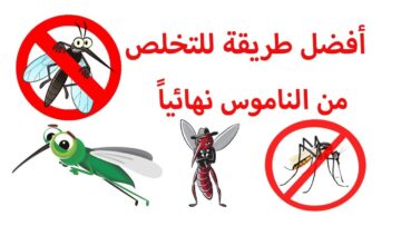 وصفة رهيبة للتخلص من الناموس في دقايق بدون كيماويات أو مبيدات