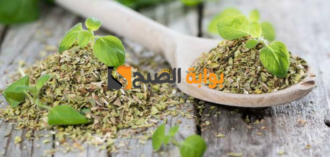 وصفة البردقوش للتخسيس وتنحيف الجسم تعرف على فوائدها الصحية