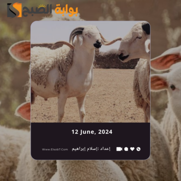 مواقع بيع الأضاحي المؤقتة في الرياض 2024 وطريقة الحجز عبر adahi.org