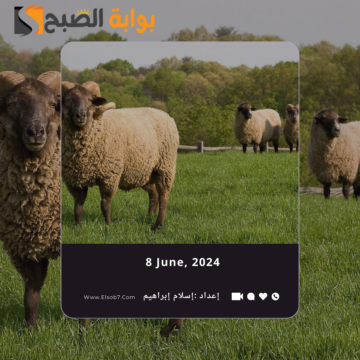 سعر صك الأضحية في السعودية 2024 – 1445 وأسعار أضاحي إحسان