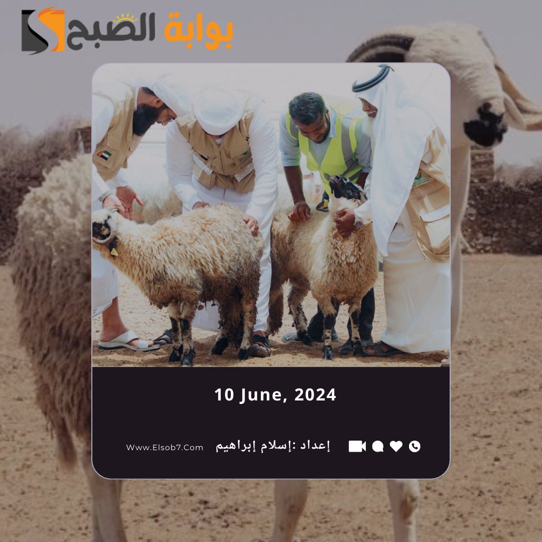 سعر الذبح للأضحية 2024 الدمام وخطوات حجز الاضحية إلكترونياً عبر مِنصة “أضاحي”