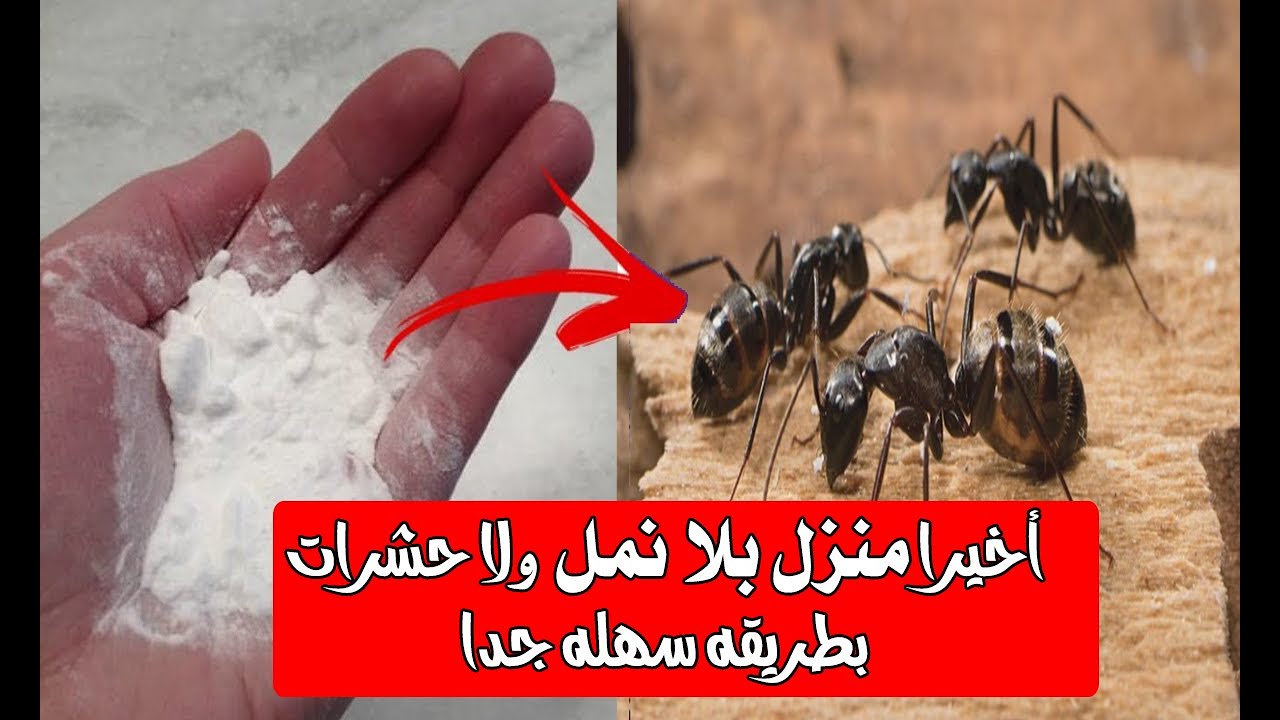 بدون مبيدات.. أقوى وصفات لطرد النمل والحشرات من منزلك على الفور بدون مواد ضارة
