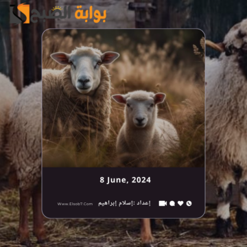 مواقع بيع الأضاحي المؤقتة في الرياض 2024 ورابط حجز الأضحية عبر adahi.org