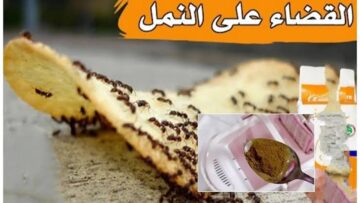 إلى اللقاء يا نمل!.. تخلصي من النمل بمكون فعال يستخدم في محلات الحلويات وموجود في أي بيت
