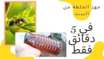 خلطة مش كله يعرفها!.. طريقة التخلص من النمل نهائياً في البيت بمكون فعّال لا يخطر على بالك