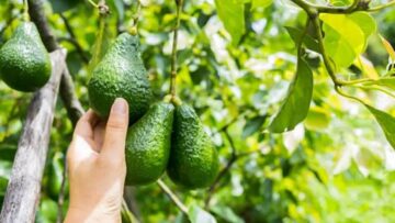 اللحظة اللي بتحلمي بيها.. ثمرة من هذه الفاكهة ستقضي على التجاعيد بسرعة مذهلة