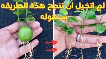 مش هتشتريه من بره تاني.. زراعة الليمون في المنزل بالبذور بطريقة سهله متخطرش علي بالك