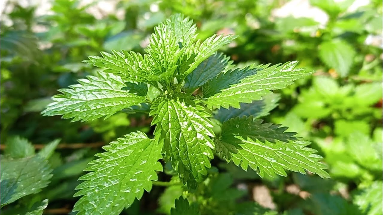 ما محبة إلا بعد عداوة.. اقوى حل تبحث عنه موجود في هذا النبات الذي يخيف الجميع 5 ما محبة إلا بعد عداوة.. اقوى حل تبحث عنه موجود في هذا النبات الذي يخيف الجميع