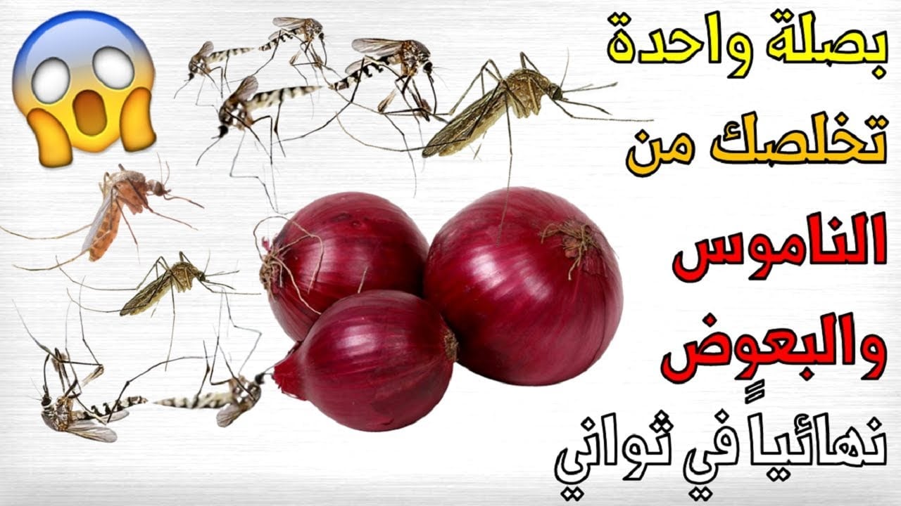 الحشرات هتختفي من بيتك.. بصلة واحدة هتقضي تماما علي الصراصير والنمل والناموس في دقايق بفكرة متخطرش على بالك مش هيهربوا 5 الحشرات هتختفي من بيتك.. بصلة واحدة هتقضي تماما علي الصراصير والنمل والناموس في دقايق بفكرة متخطرش على بالك مش هيهربوا