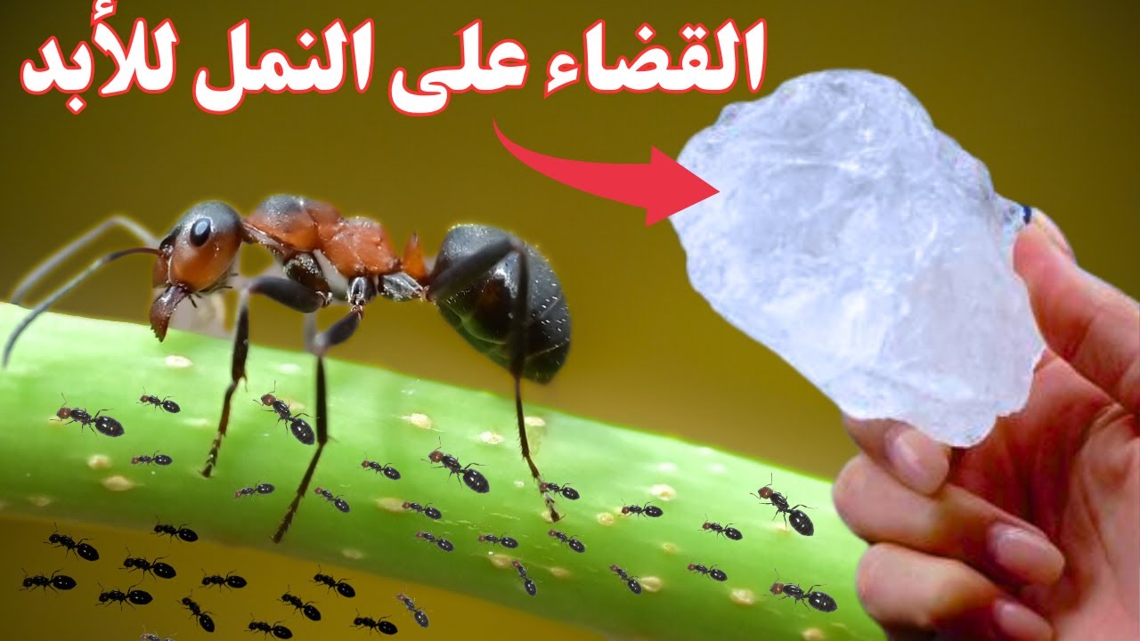 هتقضي عليه بلا رجعة.. انسي النمل نهائياً في الصيف طرق القضاء عليه بسهوله ودون مبيد حشري
