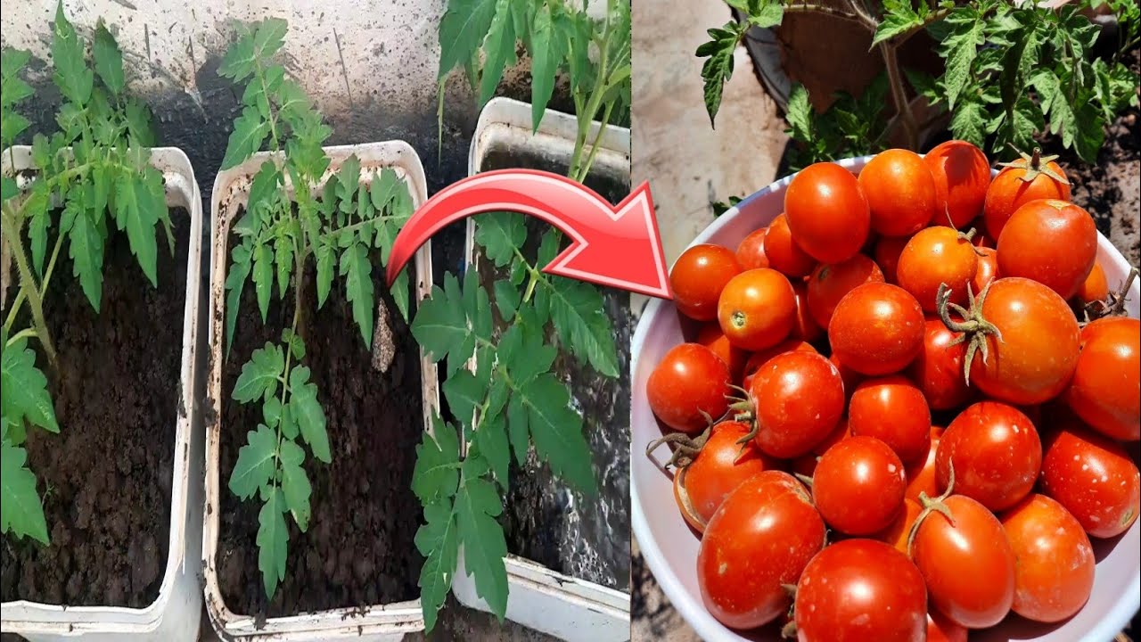 وفري وازرعيه في البيت.. طريقة عبقرية لزراعة الطماطم في المنزل من حبة طماطم بأقل التكاليف بدون تعب ومش هتاخد وقت 5 وفري وازرعيه في البيت.. طريقة عبقرية لزراعة الطماطم في المنزل من حبة طماطم بأقل التكاليف بدون تعب ومش هتاخد وقت