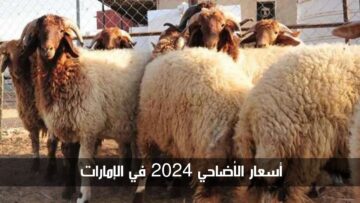 مع اقتراب عيد الأضحى.. تعرف إلى أسعار الأضاحي 2024 في الإمارات وأماكن البيع الرسمية