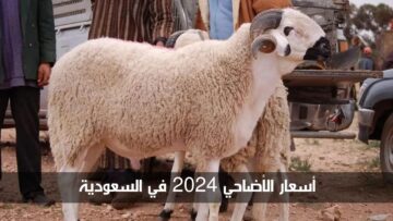 ارتفاع في أسعار الأضاحي 2024 في السعودية بجميع أنواعها.. إليك التفاصيل