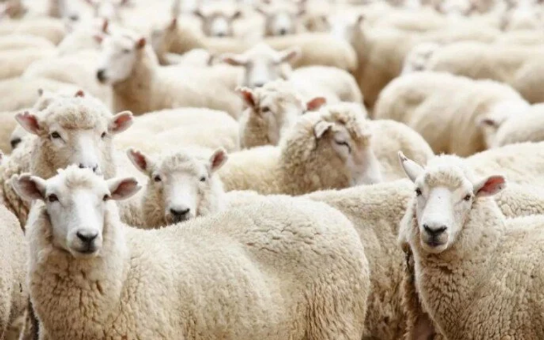 أسعار الأضاحي في السعودية 1445 وكم يبلغ ثمن الهدى في الحج؟
