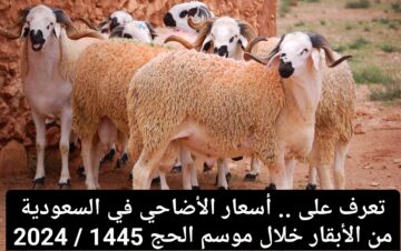 أسعار الأضاحي في السعودية 1445/2024 وخطوات شراء الأضاحي إلكترونيًا عبر منصة إحسان