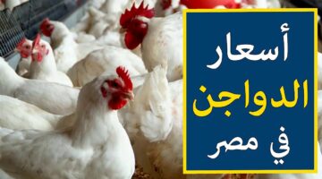 أسعار الدواجن في مصر