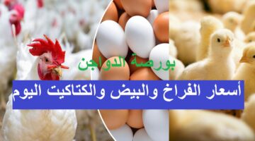 أسعار بورصة الدواجن اليوم
