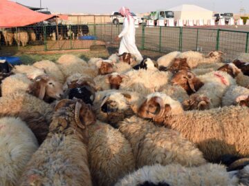 تجاوزت ال2000 ريال.. ارتفاع أسعار الأغنام في السوق السعودي بشكل جنوني قبيل عيد الأضحى المبارك