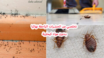 مش هتشوفيهم تاني.. طرق التخلص من الحشرات الزاحفة بمكونات طبيعية في مطبخك