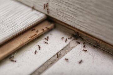طرق التخلص من الحشرات والنمل في المنزل .. الوصفة السحرية بمكونات موجودة في المنزل وابعدي عن المبيدات
