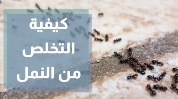 التخلص من النمل 2