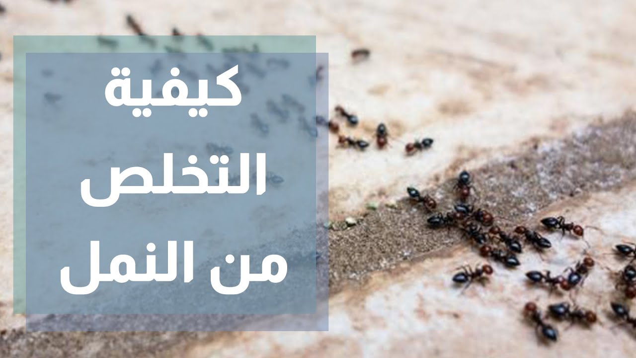 بدون المبيدات الكيميائية الضارة بالجهاز التنفسي..إليك أسهل وأبسط الحيل المنزلية الآمنة للتخلص من النمل في دقائق معدودة 5 بدون المبيدات الكيميائية الضارة بالجهاز التنفسي..إليك أسهل وأبسط الحيل المنزلية الآمنة للتخلص من النمل في دقائق معدودة