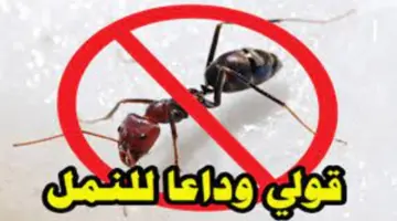 التخلص من النمل في الصيف بشكل نهائي 1 1
